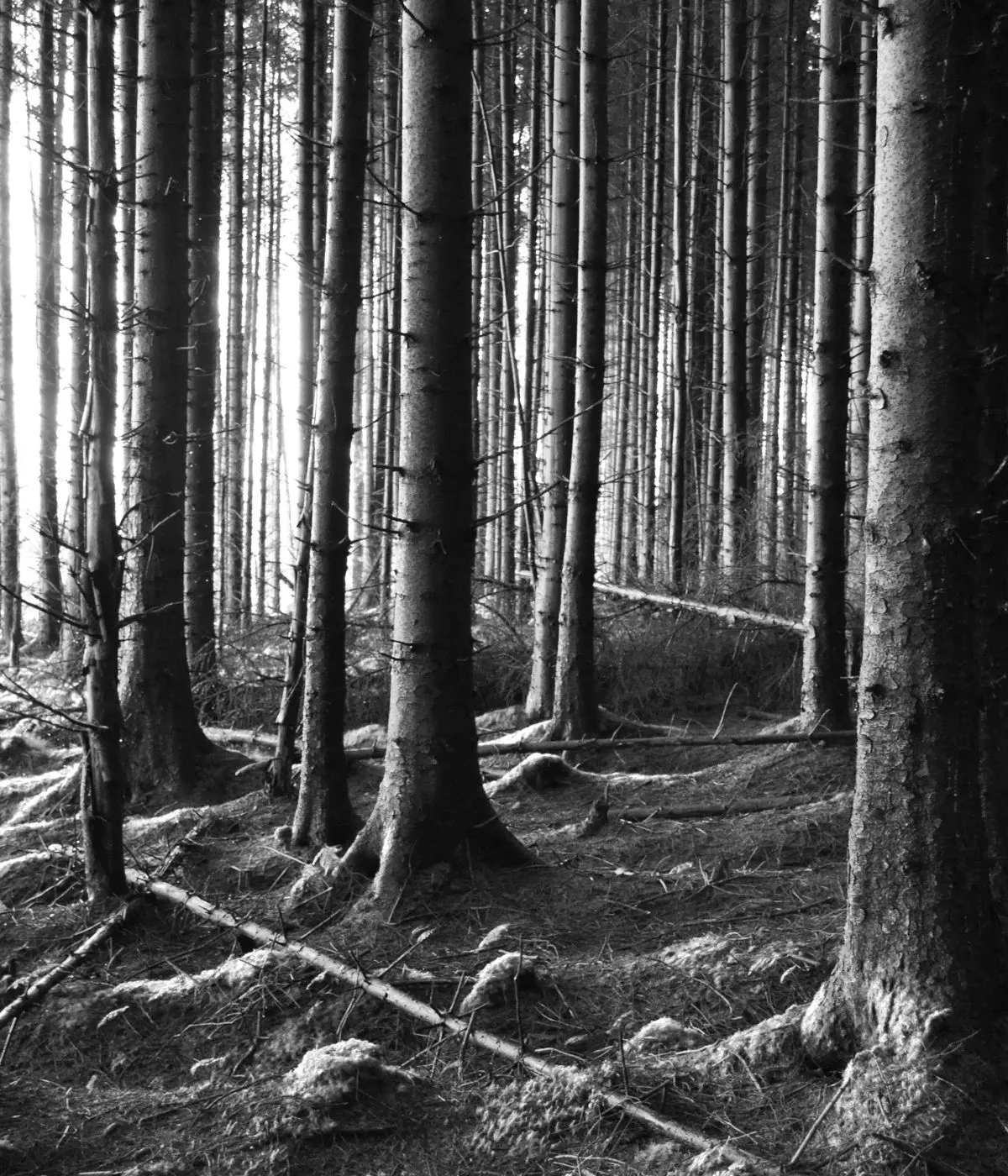 narcissistic sociopath